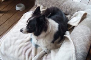 Read more about the article House Sitting: A Pet Lovers Guide to Travel